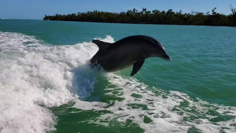 Dolphin-Jumps-Close-Behind-Motor-Boat-as-it-Swims-and-Follows-the-Waves-from-the-Engine-in-the-Ocean