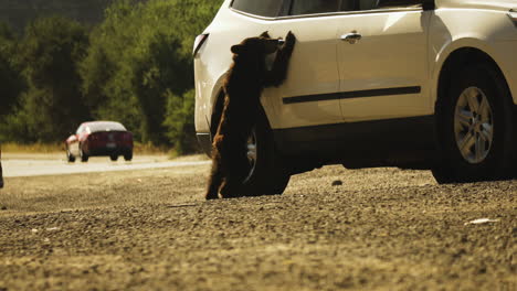 Bear-Cub-Interaction-with-Vehicle-on-California-Highway-Road,-Static