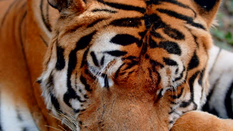 Close-up-Shot-of-Resting-Tiger
