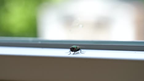 Green-Housefly-Indoors-Sitting-on-Window-Ledge---Shallow-Focus-Close-Up