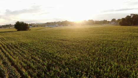 Gorgeous-sunlight-at-magic-hour-above-rural-green-American-corn-field-in-summer,-Lancaster-County-Pennsylvania-USA,-aerial-drone-flight