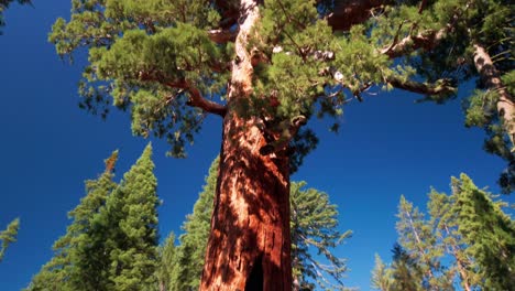 Tilting-up-shot-of-the-Grizzly-Giant-Sequoia-tree-in-Yosemite-National-Park