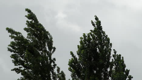Los-árboles-Altos-Son-Violentamente-Sacudidos-Y-Azotados-Mientras-Espesas-Nubes-Grises-Pasan-Rápidamente-En-El-Fondo-Durante-La-Tormenta-Ellen