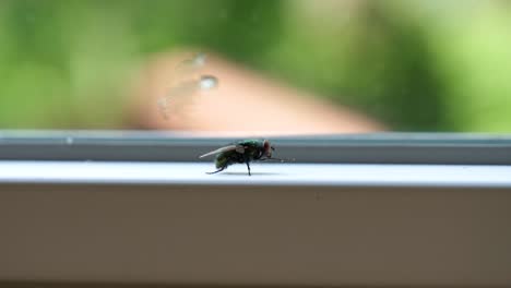 Interesting-Side-Angle-of-Green-Common-HouseFly-Cleaning-Itself---Macro-CU
