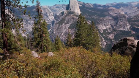 Tilting-up-shot-from-foliage-to-Half-Dome-and-Yosemite-Valley-from-Glacier-Point