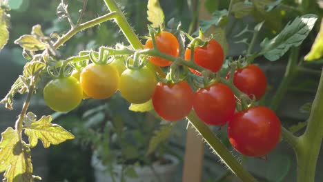 A-bunch-of-ripening-tomatoes-on-a-tomato-bush-in-back-sunlight