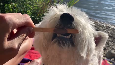 Dog-biting-ice-cream-on-the-wooden-stick-with-its-small-teeth-in-slow-motion