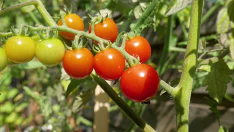 A-bunch-of-ripening-tomatoes-on-a-tomato-bush-in-the-sun