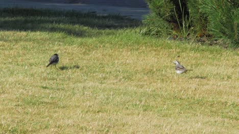 White-Wagtail-Birds-On-The-Grassy-Lawn-In-The-Garden-On-A-Fine-Weather---wide-shot