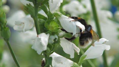 Eine-Einsame-Hummel-Fliegt-Und-Sammelt-Pollen-Auf-Der-Weißen-Gehorsamen-Pflanze-Der-Kristallspitze-Im-Garten