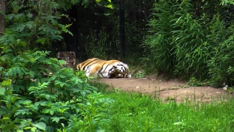 Amur-tiger--sleeping