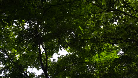 Rahmen,-Der-Grüne-Blätter-Des-Ahornbaums-Gegen-Hellen-Himmel-Im-Sommer-Füllt