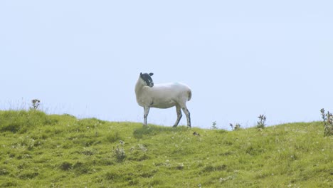 Oveja-Blanca-única-De-Pie-En-La-Cima-De-Una-Colina-Cubierta-De-Hierba-De-Los-Valles-De-Yorkshire,-Inglaterra
