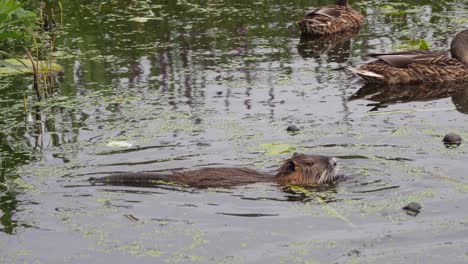 a-nutria-swims-through-a-lake-in-search-of-food