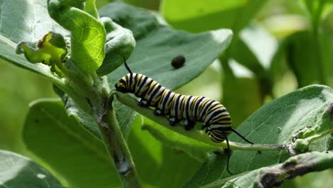 Monarch-Raupe-Auf-Seidenpflanze