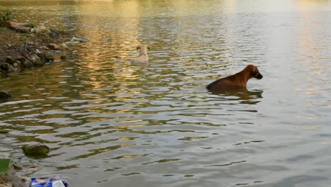 Dogs-swimming-in-a-lake-in-the-evening