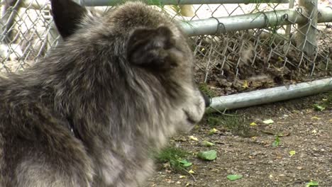 Grey-wolf-in-captivity-in-Alaska