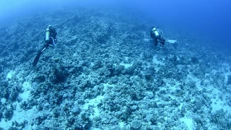 two-scuba-divers-enjoying-a-dive-in-the-Red-Sea