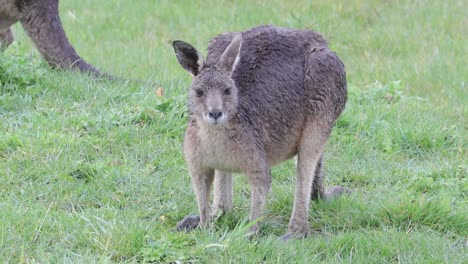 Ein-Nasses-Känguru-Im-Regen,-Das-Gras-Auf-Einem-Feld-Kaut