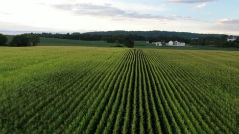 Fast-aerial-drone-flight-above-straight-lines-rows-of-green-corn-field-during-summer,-agriculture-theme-in-Lancaster-County-Pennsylvania-USA