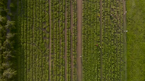 Overhead-aerial-flight-over-run-of-sunflower-fields-with-people-walking-in-between,-taking-pictures