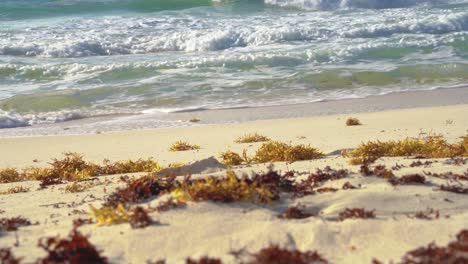 Tropical-sea-waves-crashing-onto-the-white-sandy-shore-next-to-seaweed,-while-golden-sun-rays-shine-through-the-luminous-turquoise-sea-in-Cancun,-Mexico---Zoomed-in-close-up,-very-low-angle