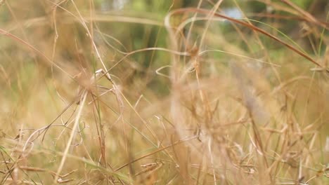 Vergrößern-Sie-Das-Trockene-Gras-Auf-Dem-Feld,-Das-Sich-Mit-Dem-Wind-Bewegt