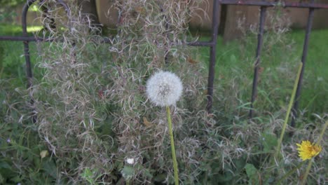 A-close-up-shot-of-a-red-seeded-dandelion-on-a-busy-street