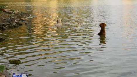 Zwei-Straßenhunde,-Die-In-Einem-See-Baden