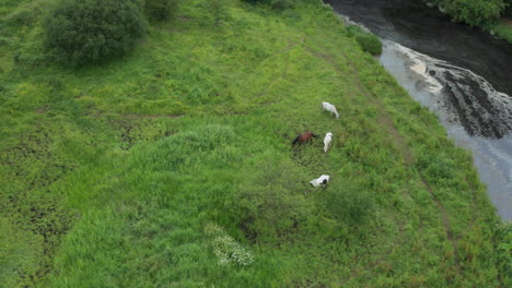 Upward-sweeping-drone-shot-of-grazing-livestock-overlooking-Bushmills,-Ireland