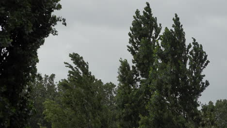 Hohe-Bäume-Werden-Heftig-Erschüttert-Und-Geschleudert,-Während-Dicke-Graue-Wolken-Bei-Sturm-Ellen-Im-Hintergrund-Vorbeiziehen