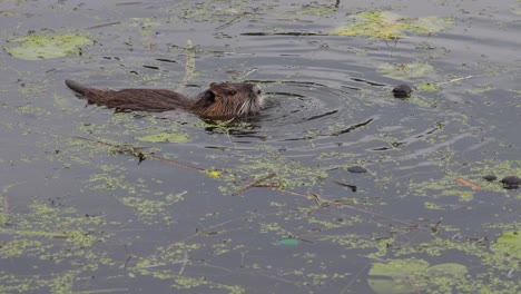 a-nutria-swims-through-a-lake-in-search-of-food