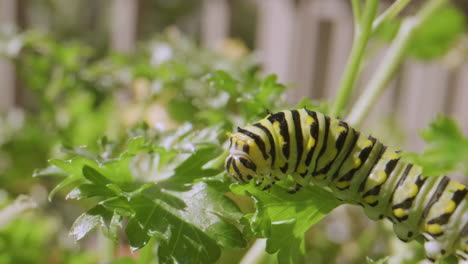 Caterpillar-eating-parsley.-Close-Up
