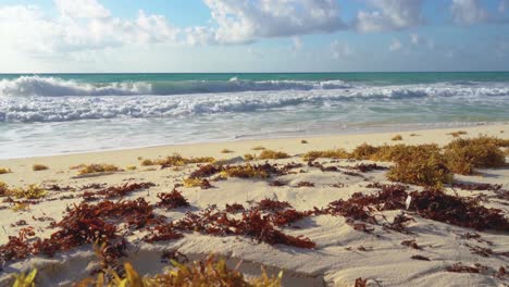 Tropical-sea-waves-crashing-onto-the-white-sandy-shore-next-to-seaweed,-while-golden-sun-rays-shine-through-the-luminous-turquoise-sea-in-Cancun,-Mexico---Close-up,-very-low-wide-angle