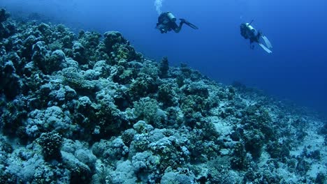 Arrecife-De-Coral-Submarino-Con-Buzos