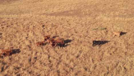 Aerial-view-of-cows-on-a-deserted-field