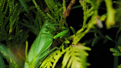 A-Grasshopper-Resting-On-Green-Leaves---Closeup-Shot