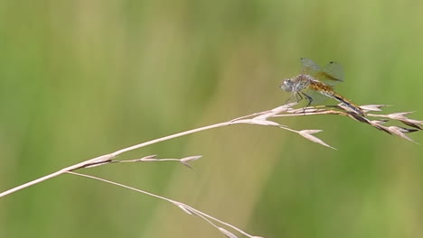 Libelle-Auf-Gras-Im-Wind