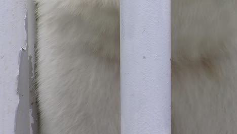 Closeup-of-a-polar-bear-in-captivity