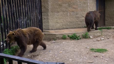Brown-bears-in-captivity-in-Alaska