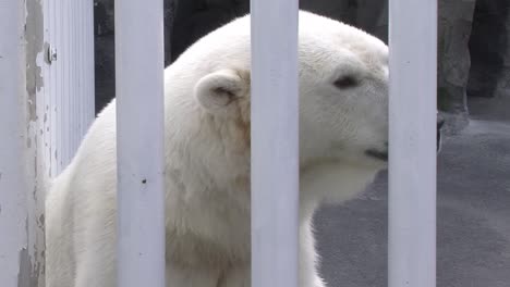 Polar-bear-in-captivity-in-Alaska