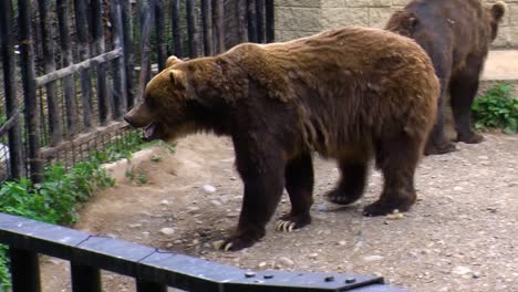 Brown-bears-in-captivity-in-Alaska