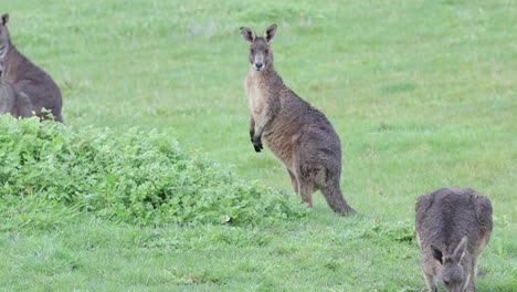 A-group-of-kangaroos-in-the-rain-eating-from-a-green-field