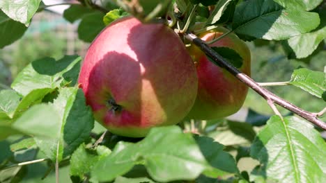 A-panning-shot-of-ripening,-red-apples-swaying-in-the-wind-on-an-apple-tree