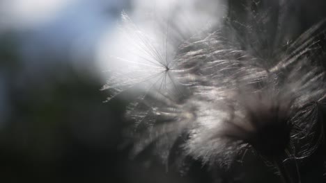 Seeds-of-thistle-swaying-in-the-wind,-close-up