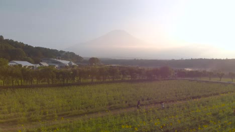Schnell-Aufsteigende-Luftdrohne-über-Sonnenblumenfeldern-Mit-Der-Silhouette-Des-Fuji-In-Der-Ferne-Bei-Sonnenuntergang-Und-Menschen
