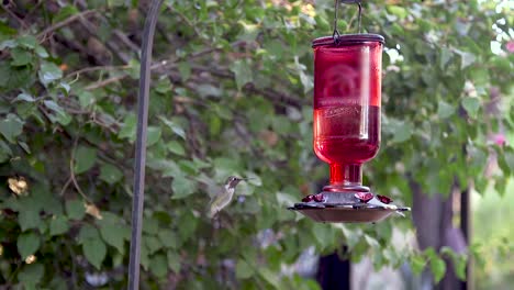 Ein-Anna-kolibri-Nähert-Sich-Dem-Futterspender-Für-Kolibris,-Schwebt-Und-Frisst-Dann