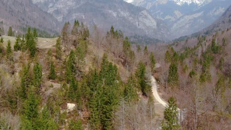 Aerial-forward-above-pine-trees-of-the-Julian-Alps-mountains,-Bohinj