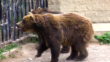 Alaska-Braunbären-In-Gefangenschaft