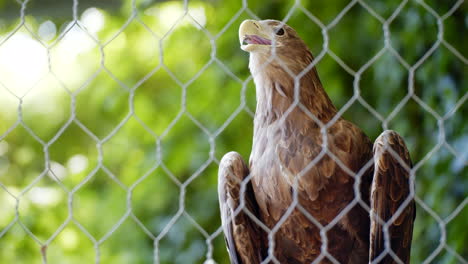 Static-Close-Up-Shot-of-Wild-Eagle-Resting-on-Tree-Behind-Mesh